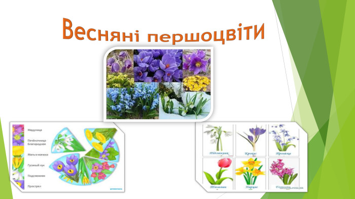 Весняні першоцвіти