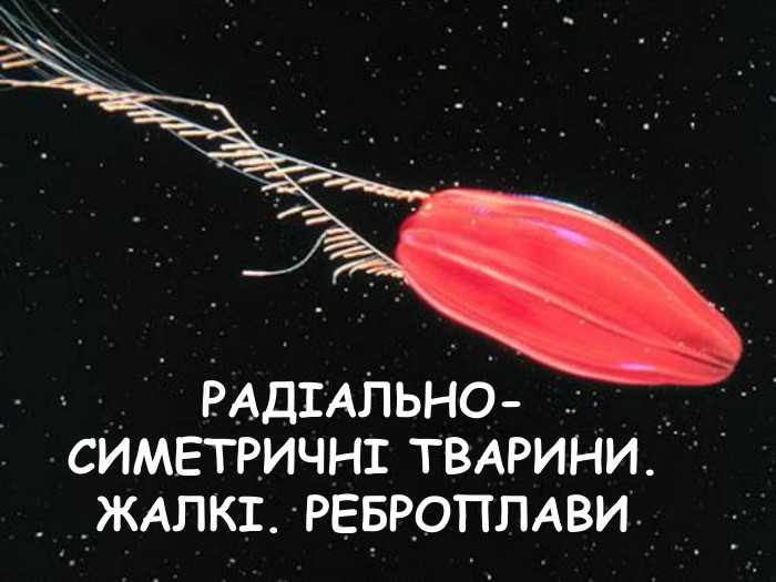РАДІАЛЬНО-СИМЕТРИЧНІ ТВАРИНИ. ЖАЛКІ. РЕБРОПЛАВИ