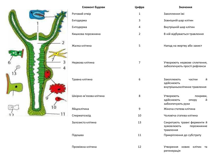 Елемент будови. Цифра. Значення. Ротовий отвір1 Захоплення їжіЕктодерма3 Зовнішній шар клітин. Ентодерма4 Внутрішній шар клітин. Кишкова порожнина2 В ній відбувається травлення. Жалка клітина5 Напад на жертву або захист. Нервова клітина7 Утворюють нервове сплетення, забезпечують прості рефлекси. Травна клітина6 Захоплюють частки й здійснюють внутрішньоклітинне травлення. Шкірно-м’язова клітина8 Утворюють покриви, здійснюють опору й забезпечують рухи. Яйцеклітина9 Жіноча статева клітина. Сперматозоїд10 Чоловіча статева клітина. Залозиста клітина13 Секретують травні ферменти й зумовлюють порожнинне травлення. Підошва11 Прикріплення до субстрату. Проміжна клітина12 Утворення нових клітин та регенерація
