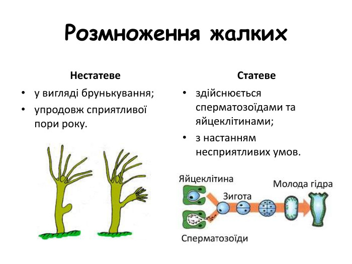 Розмноження жалких. Нестатевеу вигляді брунькування;упродовж сприятливої пори року. Статевездійснюється сперматозоїдами та яйцеклітинами;з настанням несприятливих умов.