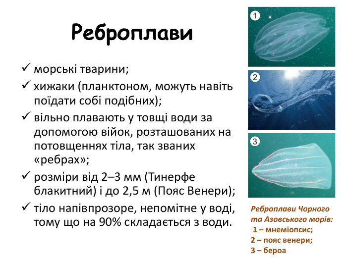 Реброплавиморські тварини;хижаки (планктоном, можуть навіть поїдати собі подібних);вільно плавають у товщі води за допомогою війок, розташованих на потовщеннях тіла, так званих «ребрах»;розміри від 2–3 мм (Тинерфе блакитний) і до 2,5 м (Пояс Венери);тіло напівпрозоре, непомітне у воді, тому що на 90% складається з води. Реброплави Чорного та Азовського морів: 1 – мнеміопсис; 2 – пояс венери; 3 – бероа