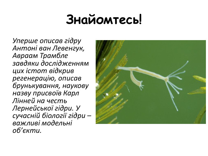 Знайомтесь! Уперше описав гідру Антоні ван Левенгук, Авраам Трамбле завдяки дослідженням цих істот відкрив регенерацію, описав брунькування, наукову назву присвоїв Карл Лінней на честь Лернейської гідри. У сучасній біології гідри – важливі модельні об’єкти.