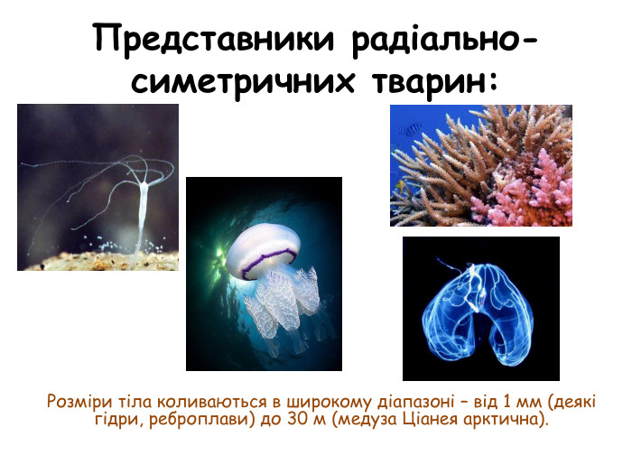 Представники радіально-симетричних тварин: Розміри тіла коливаються в широкому діапазоні – від 1 мм (деякі гідри, реброплави) до 30 м (медуза Ціанея арктична).