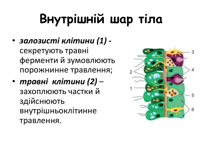Внутрішній шар тілазалозисті клітини (1) -секретують травні ферменти й зумовлюють порожнинне травлення;травні клітини (2) – захоплюють частки й здійснюють внутрішньоклітинне травлення.