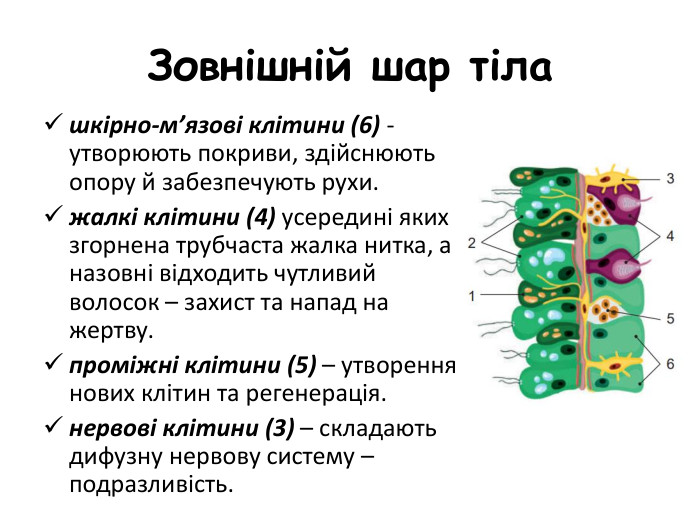 Зовнішній шар тіла шкірно-м’язові клітини (6) - утворюють покриви, здійснюють опору й забезпечують рухи.жалкі клітини (4) усередині яких згорнена трубчаста жалка нитка, а назовні відходить чутливий волосок – захист та напад на жертву.проміжні клітини (5) – утворення нових клітин та регенерація. нервові клітини (3) – складають дифузну нервову систему – подразливість.