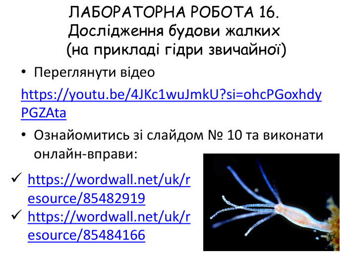 ЛАБОРАТОРНА РОБОТА 16. Дослідження будови жалких (на прикладі гідри звичайної)Переглянути відеоhttps://youtu.be/4 JKc1wu. Jmk. U?si=ohc. PGoxhdy. PGZAta Ознайомитись зі слайдом № 10 та виконати онлайн-вправи:https://wordwall.net/uk/resource/85482919 https://wordwall.net/uk/resource/85484166 