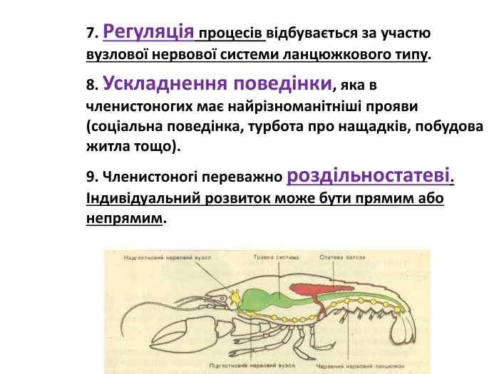 7. Регуляція процесів відбувається за участю вузлової нервової системи ланцюжкового типу.8. Ускладнення поведінки, яка в членистоногих має найрізноманітніші прояви (соціальна поведінка, турбота про нащадків, побудова житла тощо).9. Членистоногі переважно роздільностатеві. Індивідуальний розвиток може бути прямим або непрямим. 