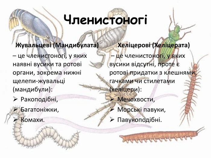 Членистоногі Жувальцеві (Мандибулата)– це членистоногі, у яких наявні вусики та ротові органи, зокрема нижні щелепи-жувальці (мандибули): Ракоподібні, Багатоніжки,Комахи. Хеліцерові (Хеліцерата) – це членистоногі, у яких вусики відсутні, проте є ротові придатки з клешнями, гачками чи стилетами (хеліцери): Мечохвости,Морські павуки,Павукоподібні.