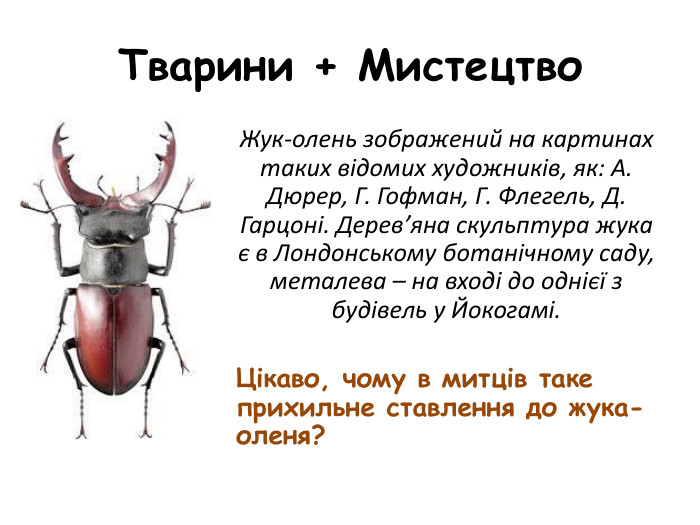 Тварини + Мистецтво Жук-олень зображений на картинах таких відомих художників, як: А. Дюрер, Г. Гофман, Г. Флегель, Д. Гарцоні. Дерев’яна скульптура жука є в Лондонському ботанічному саду, металева – на вході до однієї з будівель у Йокогамі. Цікаво, чому в митців таке прихильне ставлення до жука-оленя?