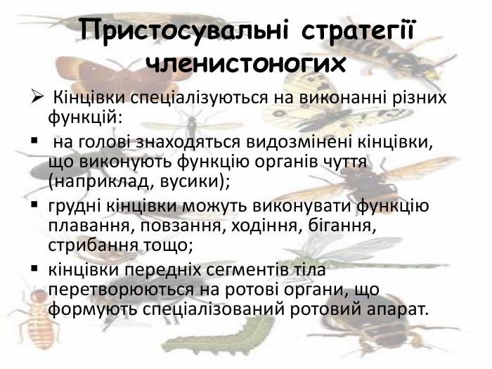 Пристосувальні стратегії членистоногих Кінцівки спеціалізуються на виконанні різних функцій: на голові знаходяться видозмінені кінцівки, що виконують функцію органів чуття (наприклад, вусики); грудні кінцівки можуть виконувати функцію плавання, повзання, ходіння, бігання, стрибання тощо;кінцівки передніх сегментів тіла перетворюються на ротові органи, що формують спеціалізований ротовий апарат.