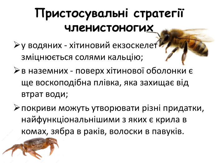 Пристосувальні стратегії членистоногиху водяних - хітиновий екзоскелет зміцнюється солями кальцію;в наземних - поверх хітинової оболонки є ще воскоподібна плівка, яка захищає від втрат води;покриви можуть утворювати різні придатки, найфункціональнішими з яких є крила в комах, зябра в раків, волоски в павуків.