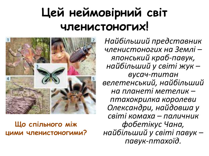 Цей неймовірний світ членистоногих!Найбільший представник членистоногих на Землі – японський краб-павук, найбільший у світі жук – вусач-титан велетенський, найбільший на планеті метелик – птахокрилка королеви Олександри, найдовша у світі комаха – паличник фобетікус Чана, найбільший у світі павук – павук-птахоїд. Що спільного між цими членистоногими?
