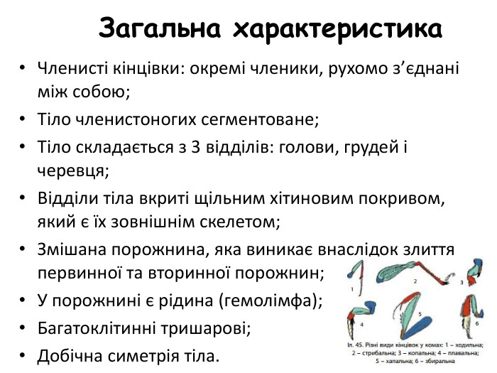 Загальна характеристика. Членисті кінцівки: окремі членики, рухомо з’єднані між собою;Тіло членистоногих сегментоване;Тіло складається з 3 відділів: голови, грудей і черевця;Відділи тіла вкриті щільним хітиновим покривом, який є їх зовнішнім скелетом;Змішана порожнина, яка виникає внаслідок злиття первинної та вторинної порожнин;У порожнині є рідина (гемолімфа);Багатоклітинні тришарові;Добічна симетрія тіла.