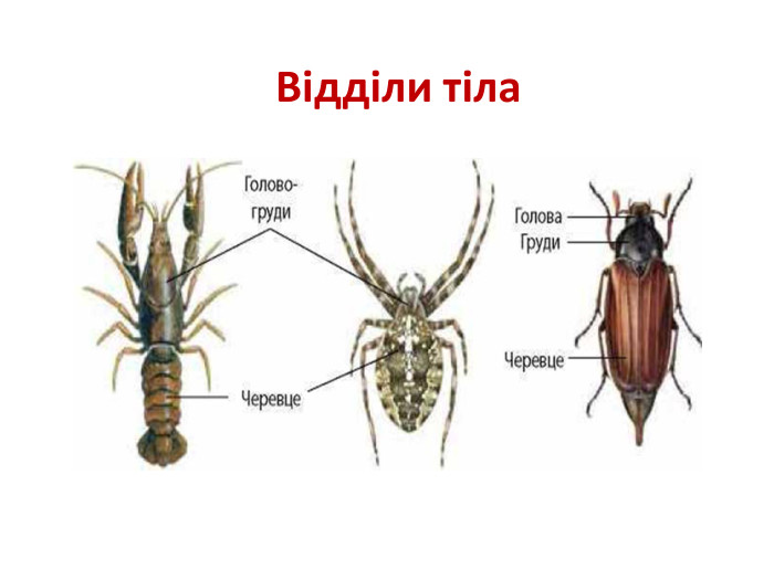 Відділи тіла 
