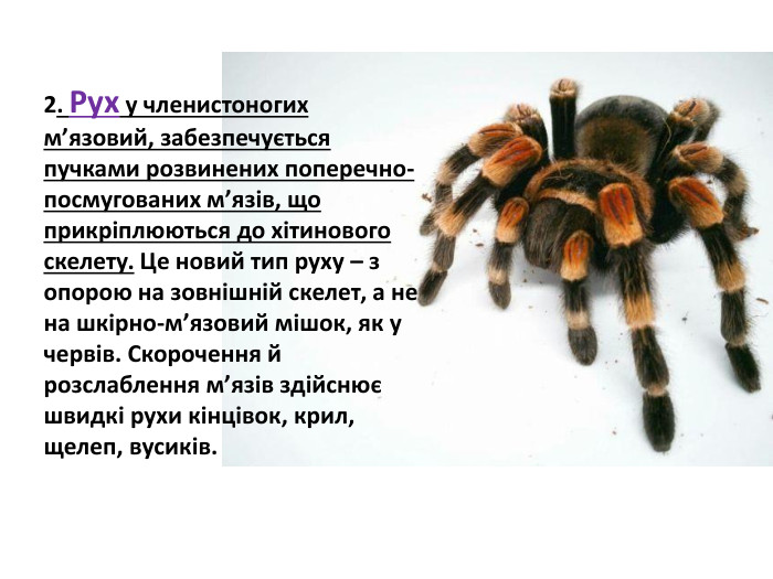 2. Рух у членистоногих м’язовий, забезпечується пучками розвинених поперечно-посмугованих м’язів, що прикріплюються до хітинового скелету. Це новий тип руху – з опорою на зовнішній скелет, а не на шкірно-м’язовий мішок, як у червів. Скорочення й розслаблення м’язів здійснює швидкі рухи кінцівок, крил, щелеп, вусиків.