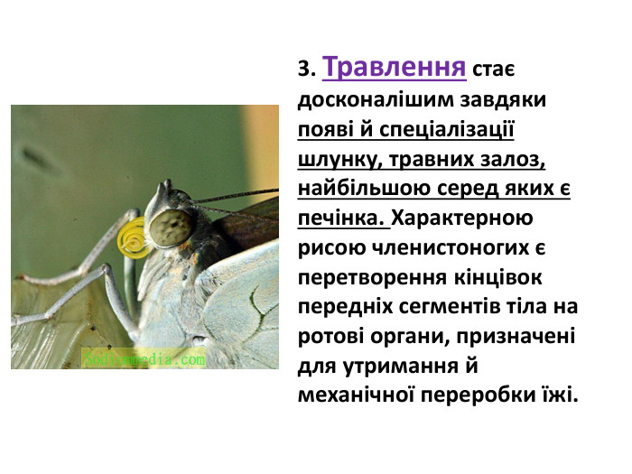 3. Травлення стає досконалішим завдяки появі й спеціалізації шлунку, травних залоз, найбільшою серед яких є печінка. Характерною рисою членистоногих є перетворення кінцівок передніх сегментів тіла на ротові органи, призначені для утримання й механічної переробки їжі. 