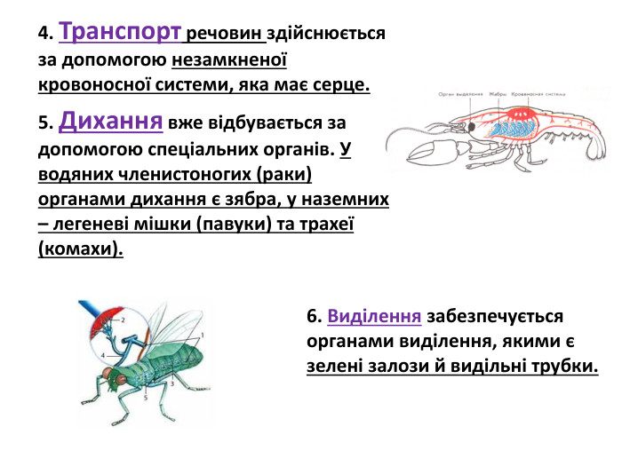 4. Транспорт речовин здійснюється за допомогою незамкненої кровоносної системи, яка має серце.5. Дихання вже відбувається за допомогою спеціальних органів. У водяних членистоногих (раки) органами дихання є зябра, у наземних – легеневі мішки (павуки) та трахеї (комахи). 6. Виділення забезпечується органами виділення, якими є зелені залози й видільні трубки. 