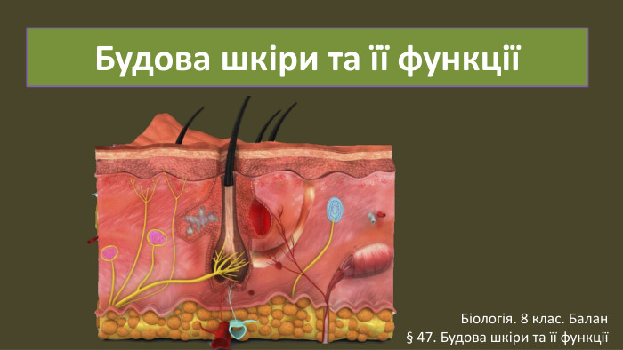 Будова шкіри та її функціїБіологія. 8 клас. Балан§ 47. Будова шкіри та її функції