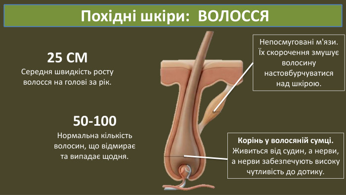  Похідні шкіри: ВОЛОССЯ Непосмуговані м'язи.Їх скорочення змушуєволосинунастовбурчуватисянад шкірою. Корінь у волосяній сумці. Живиться від судин, а нерви, а нерви забезпечують високучутливість до дотику.50-100 Нормальна кількістьволосин, що відмираєта випадає щодня.25 СМСередня швидкість ростуволосся на голові за рік.