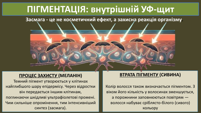 ПІГМЕНТАЦІЯ: внутрішній УФ-щит. Засмага - це не косметичний ефект, а захисна реакція організму. ПРОЦЕС ЗАХИСТУ (МЕЛАНІН)Темний пігмент утворюється у клітинах найглибшого шару епідермісу. Через відростки він передається іншим клітинам,поглинаючи шкідливі ультрафіолетові промені. Чим сильніше опромінення, тим інтенсивніший синтез (засмага). ВТРАТА ПІГМЕНТУ (СИВИНА)Колір волосся також визначається пігментом. З віком його кількість у волосинах зменшується, а порожнини заповнюються повітрям — волосся набуває сріблясто-білого (сивого) кольору