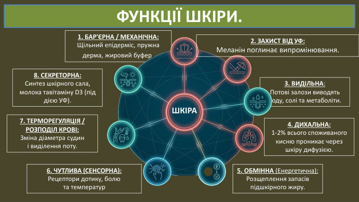 6. ЧУТЛИВА (СЕНСОРНА): Рецептори дотику, болюта температур1. БАР'ЄРНА / МЕХАНІЧНА: Щільний епідерміс, пружнадерма, жировий буфер.3. ВИДІЛЬНА: Потові залози виводять воду, солі та метаболіти. ФУНКЦІЇ ШКІРИ. 5. ОБМІННА (Енергетична): Розщеплення запасівпідшкірного жиру.4. ДИХАЛЬНА: 1-2% всього споживаного кисню проникає через шкіру дифузією. ШКІРА7. ТЕРМОРЕГУЛЯЦІЯ /РОЗПОДІЛ КРОВІ: Зміна діаметра судині виділення поту.2. ЗАХИСТ ВІД УФ: Меланін поглинає випромінювання.8. СЕКРЕТОРНА: Синтез шкірного сала, молока тавітаміну D3 (під дією УФ).