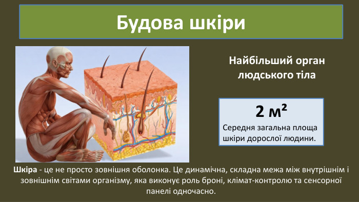 Будова шкіри. Шкіра - це не просто зовнішня оболонка. Це динамічна, складна межа між внутрішнім ізовнішнім світами організму, яка виконує роль броні, клімат-контролю та сенсорноїпанелі одночасно. Найбільший орган людського тіла2 м²Середня загальна площашкіри дорослої людини.