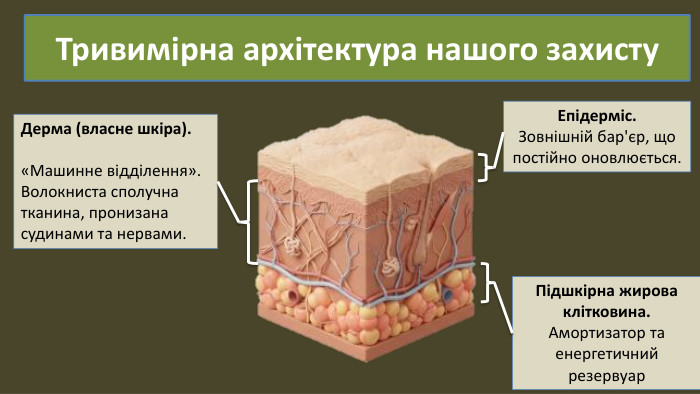 Тривимірна архітектура нашого захисту. Епідерміс. Зовнішній бар'єр, що постійно оновлюється. Дерма (власне шкіра).«Машинне відділення». Волокниста сполучнатканина, пронизана судинами та нервами. Підшкірна жироваклітковина. Амортизатор таенергетичний резервуар