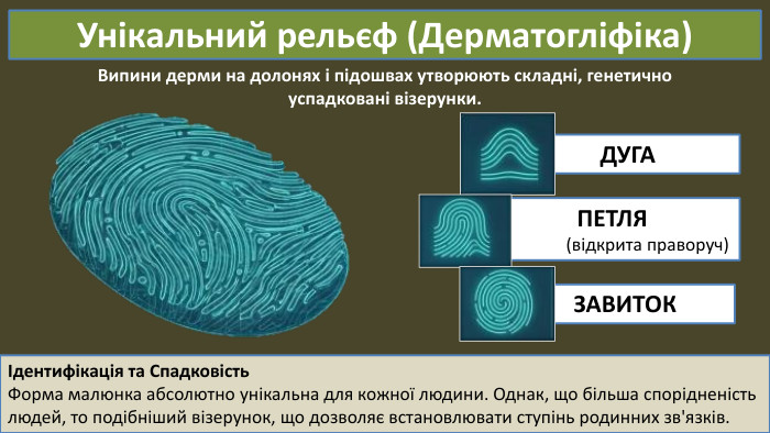 ПЕТЛЯ (відкрита праворуч)ДУГАУнікальний рельєф (Дерматогліфіка)Випини дерми на долонях і підошвах утворюють складні, генетично успадковані візерунки. ЗАВИТОКІдентифікація та Спадковість. Форма малюнка абсолютно унікальна для кожної людини. Однак, що більша спорідненість людей, то подібніший візерунок, що дозволяє встановлювати ступінь родинних зв'язків.
