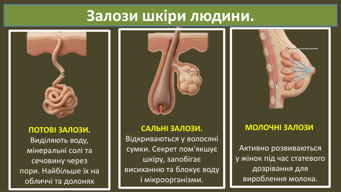 Залози шкіри людини. ПОТОВІ ЗАЛОЗИ. Виділяють воду, мінеральні солі та сечовину черезпори. Найбільше їх на обличчі та долонях. САЛЬНІ ЗАЛОЗИ. Відкриваються у волосяні сумки. Секрет пом'якшуєшкіру, запобігає висиханню та блокує водуі мікроорганізми. МОЛОЧНІ ЗАЛОЗИ. Активно розвиваютьсяу жінок під час статевогодозрівання для вироблення молока.