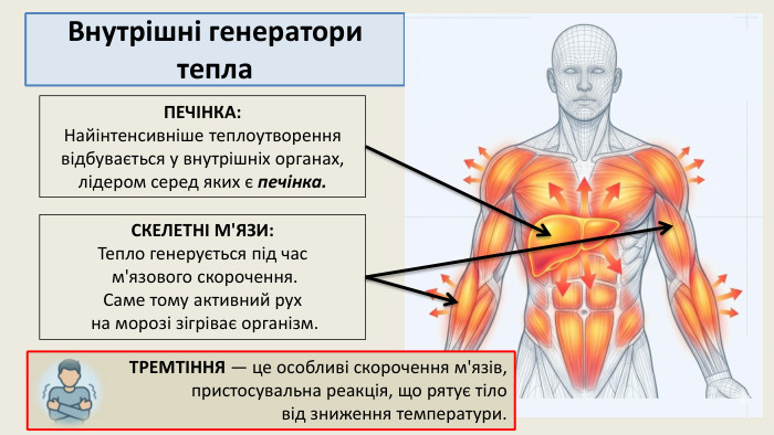 Внутрішні генератори тепла. СКЕЛЕТНІ М'ЯЗИ: Тепло генерується під час м'язового скорочення. Саме тому активний рух на морозі зігріває організм. ПЕЧІНКА: Найінтенсивніше теплоутворення відбувається у внутрішніх органах, лідером серед яких є печінка. ТРЕМТІННЯ — це особливі скорочення м'язів, пристосувальна реакція, що рятує тіло від зниження температури.
