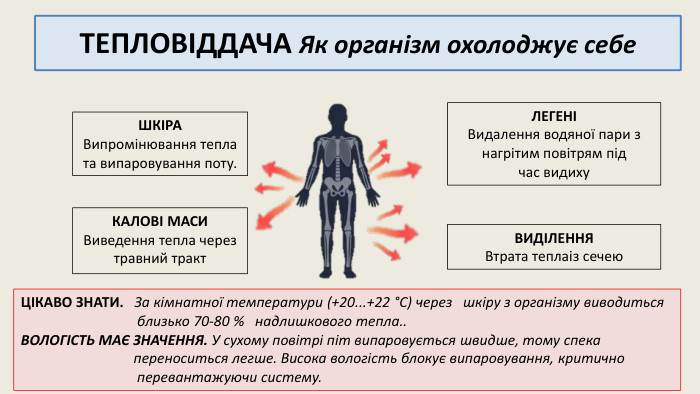 ТЕПЛОВІДДАЧА Як організм охолоджує себе. ШКІРАВипромінювання теплата випаровування поту. ЛЕГЕНІВидалення водяної пари з нагрітим повітрям підчас видиху. ВИДІЛЕННЯВтрата теплаіз сечею. КАЛОВІ МАСИВиведення тепла черезтравний тракт. ЦІКАВО ЗНАТИ. За кімнатної температури (+20...+22 °С) через шкіру з організму виводиться близько 70-80 % надлишкового тепла.. ВОЛОГІСТЬ МАЄ ЗНАЧЕННЯ. У сухому повітрі піт випаровується швидше, тому спека переноситься легше. Висока вологість блокує випаровування, критично перевантажуючи систему.