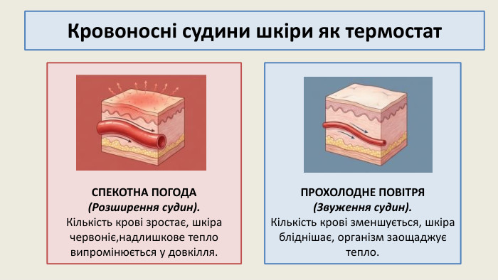 ПРОХОЛОДНЕ ПОВІТРЯ (Звуження судин). Кількість крові зменшується, шкіра бліднішає, організм заощаджує тепло. СПЕКОТНА ПОГОДА (Розширення судин). Кількість крові зростає, шкіра червоніє,надлишкове тепло випромінюється у довкілля. Кровоносні судини шкіри як термостат