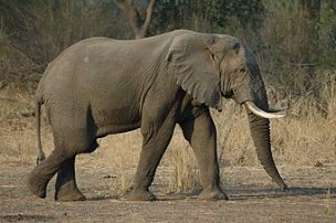 https://upload.wikimedia.org/wikipedia/commons/thumb/c/c7/Elephant_Walking.JPG/340px-Elephant_Walking.JPG