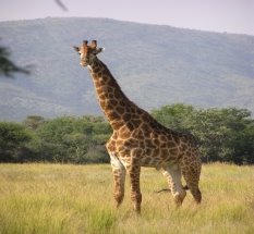 Картинки по запросу "жирафи""