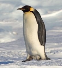 Картинки по запросу "пінгвін""