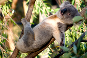 Картинки по запросу "коала""