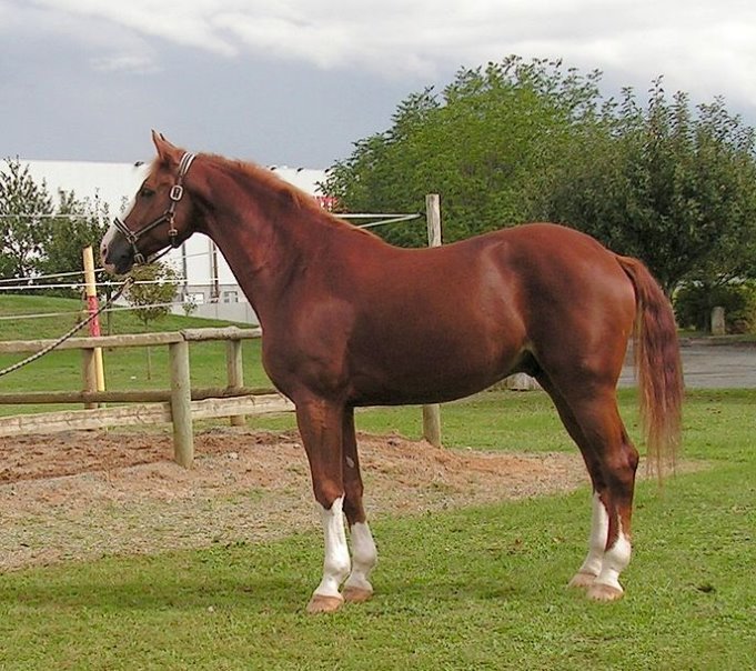&Fcy;&acy;&jcy;&lcy;:Avenger - Westphalian horse.jpg