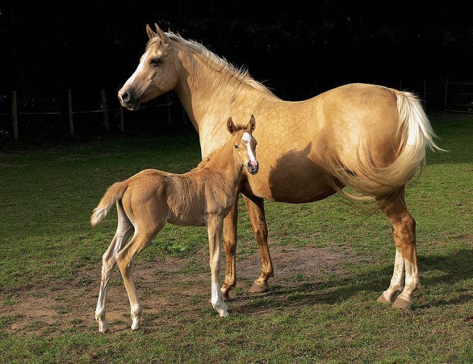 &Fcy;&acy;&jcy;&lcy;:Mare and foal (Kvetina-Marie).jpg