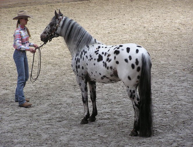 &Fcy;&acy;&jcy;&lcy;:Appaloosa stallion.JPG