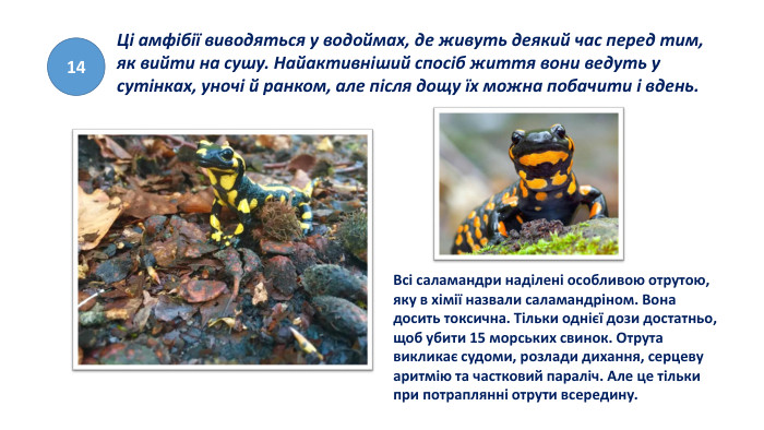 14 Ці амфібії виводяться у водоймах, де живуть деякий час перед тим, як вийти на сушу. Найактивніший спосіб життя вони ведуть у сутінках, уночі й ранком, але після дощу їх можна побачити і вдень. Всі саламандри наділені особливою отрутою, яку в хімії назвали саламандріном. Вона досить токсична. Тільки однієї дози достатньо, щоб убити 15 морських свинок. Отрута викликає судоми, розлади дихання, серцеву аритмію та частковий параліч. Але це тільки при потраплянні отрути всередину.