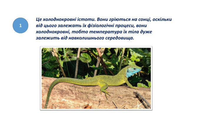 1 Це холоднокровні істоти. Вони гріються на сонці, оскільки від цього залежать їх фізіологічні процеси, вони холоднокровні, тобто температура їх тіла дуже залежить від навколишнього середовища.