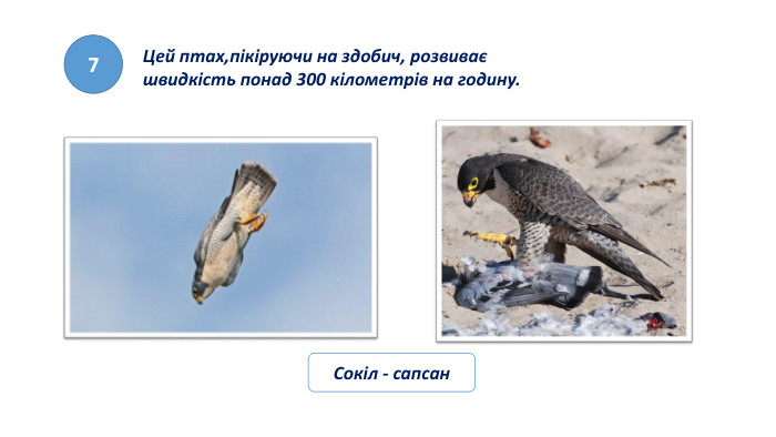 7 Цей птах,пікіруючи на здобич, розвиває швидкість понад 300 кілометрів на годину. Сокіл - сапсан
