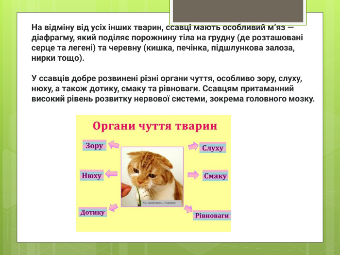 На відміну від усіх інших тварин, ссавці мають особливий м’яз — діафрагму, який поділяє порожнину тіла на грудну (де розташовані серце та легені) та черевну (кишка, печінка, підшлункова залоза, нирки тощо). У ссавців добре розвинені різні органи чуття, особливо зору, слуху, нюху, а також дотику, смаку та рівноваги. Ссавцям притаманний високий рівень розвитку нервової системи, зокрема головного мозку.