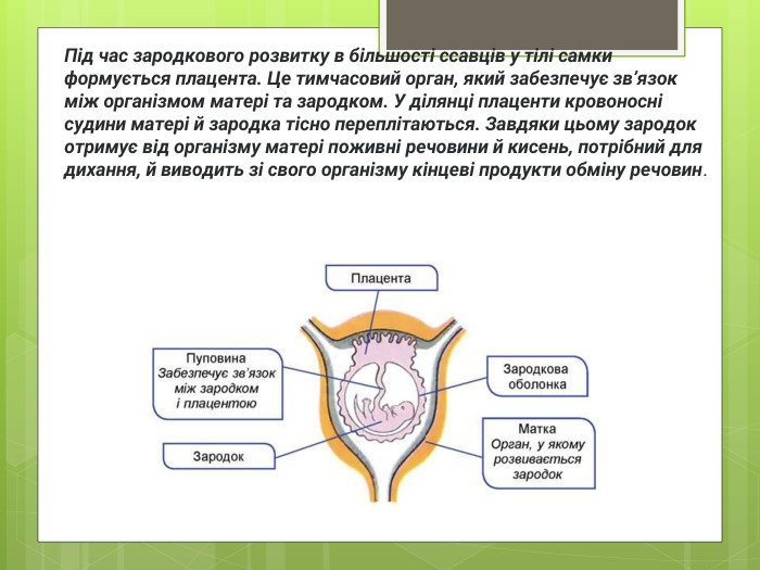 Під час зародкового розвитку в більшості ссавців у тілі самки формується плацента. Це тимчасовий орган, який забезпечує зв’язок між організмом матері та зародком. У ділянці плаценти кровоносні судини матері й зародка тісно переплітаються. Завдяки цьому зародок отримує від організму матері поживні речовини й кисень, потрібний для дихання, й виводить зі свого організму кінцеві продукти обміну речовин. 