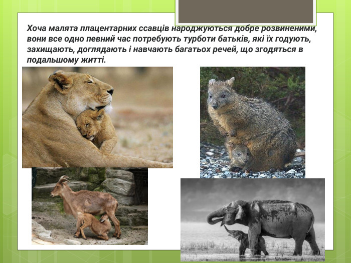 Хоча малята плацентарних ссавців народжуються добре розвиненими, вони все одно певний час потребують турботи батьків, які їх годують, захищають, доглядають і навчають багатьох речей, що згодяться в подальшому житті.