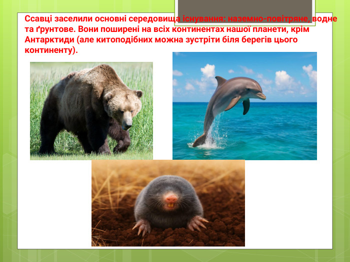 Ссавці заселили основні середовища існування: наземно-повітряне, водне та ґрунтове. Вони поширені на всіх континентах нашої планети, крім Антарктиди (але китоподібних можна зустріти біля берегів цього континенту).