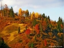 Картинки по запросу ліс восени
