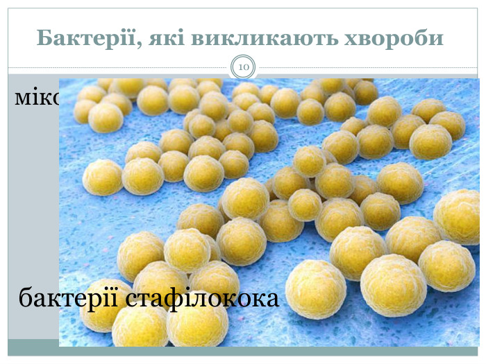 Бактерії, які викликають хвороби 10бактерія стрептококмікобактеріїбактерії стафілококаІснують також бактерії, що небезпечні для людини. Це — стрептококи, мікобактерії, стафілококи тощо. Продукти їх життєдіяльності отруюють наш організм і спричиняють небезпечні захворювання, зокрема запалення легень, туберкульоз, холеру тощо.