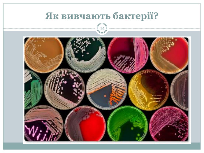 Як вивчають бактерії?14 Бактерії ( паличка ) – одна з основних груп живих організмів, що можна побачити тільки під мікроскоп. Бактеріологія – наука, що вивчає бактерії. Мікробіологія – наука, що вивчає мікроорганізми. Мікробіолог – людина, що вивчає мікроорганізми. Один із найінформативніших методів дослідження – бактеріологічний посів. Його суть полягає в тому, що виділення людського організму поміщають на живильні середовища, на яких здатні зрости колонії (скупчення) тих чи інших мікроорганізмів. для дослідження вирощують мікробіологи на спеціальних поживних середовищах  у чашках Петрі. Ось, які колонії можуть вирости на такому середовищі, якщо прикласти до нього немиту руку після прогулянки, як зробив восьмирічний син дослідниці Таші Штурм велика біла пляма в правій нижній частині - це  колонія Бацил . Інші світлі утворення стафілококовs колонії, а жовті та оранжеві плями — дріжджі. «Ми щодня стикаємося з безліччю бактерій, це нормально. Шкірний покрив виконує бар'єрну функцію, захищаючи організм від шкідливого впливу мікроорганізмів»Вам треба знати, що після прогулянки або гри з домашнім вихованцем обов'язково треба помити руки. Це питання елементарної гігієни.