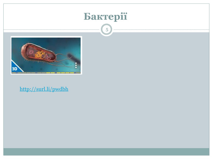 Бактерії http://surl.li/pwdbh5